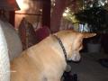 , Henry the Chihuahua