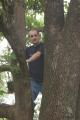 , tree